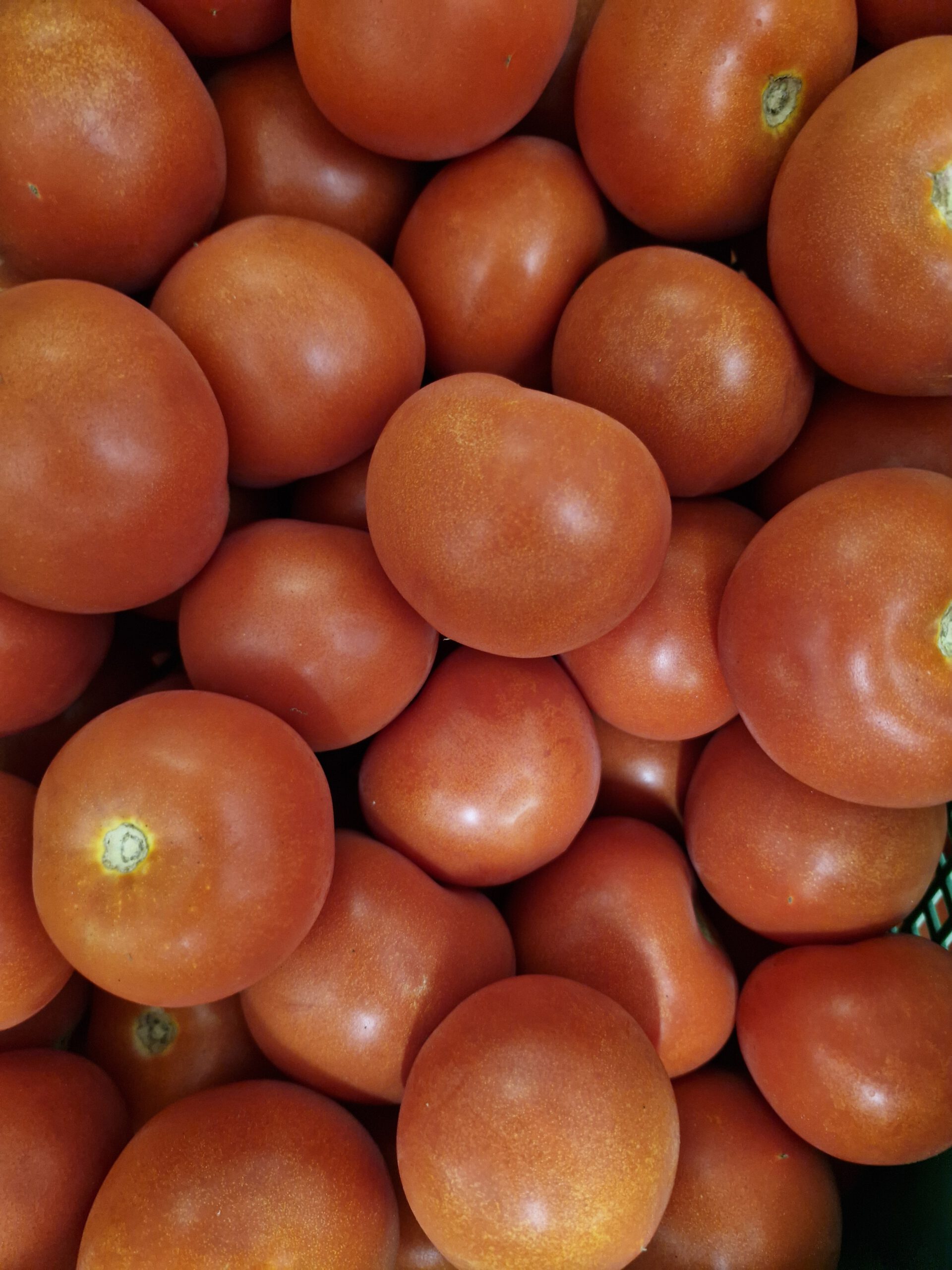 Tomate
